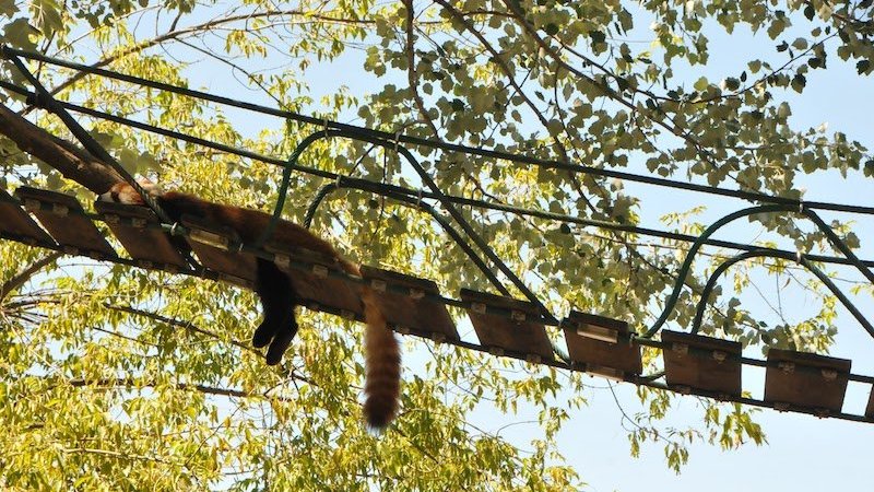 橋の上で無気力に寝転ぶレッサーパンダ
